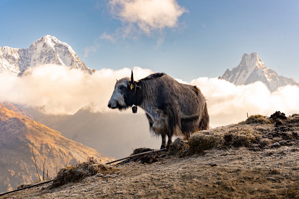Explore the serene beauty of a yak against the backdrop of the Himalayan mountains in Pokhara, Nepal.
