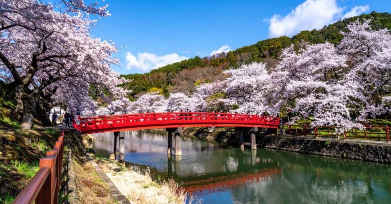 Best Time to See Cherry Blossoms in Japan