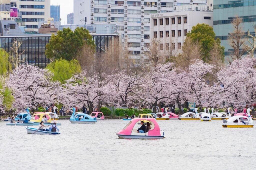 Colorful boats on cherry blossom lake