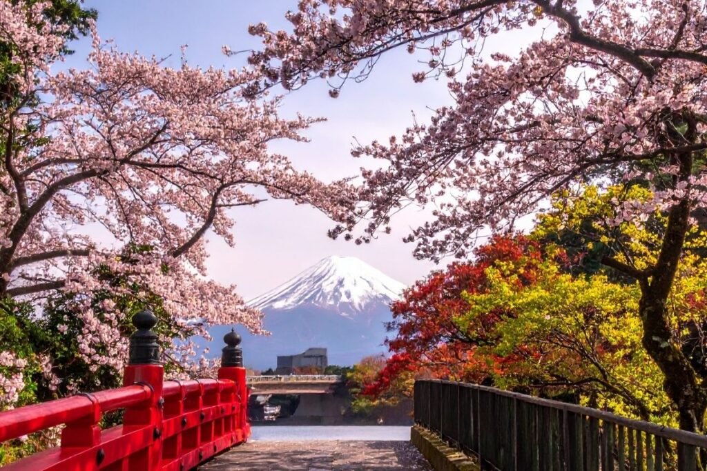 Cherry blossoms with Mount Fuji backdrop