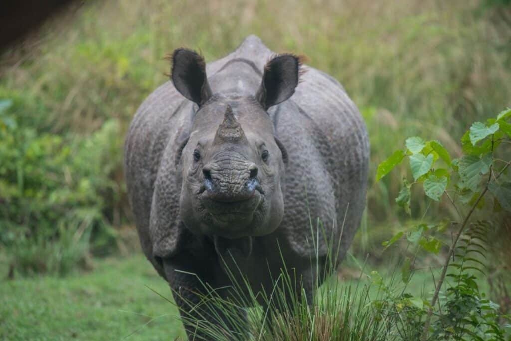 Rhino spotted during safari, Nepal